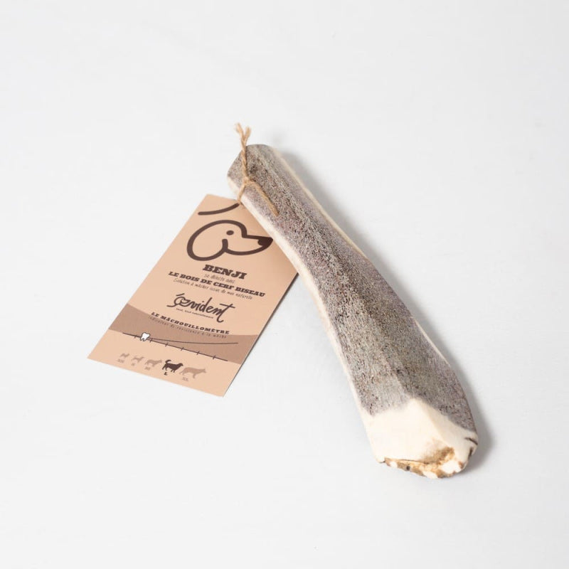 Évident - Bois de cerf biseau