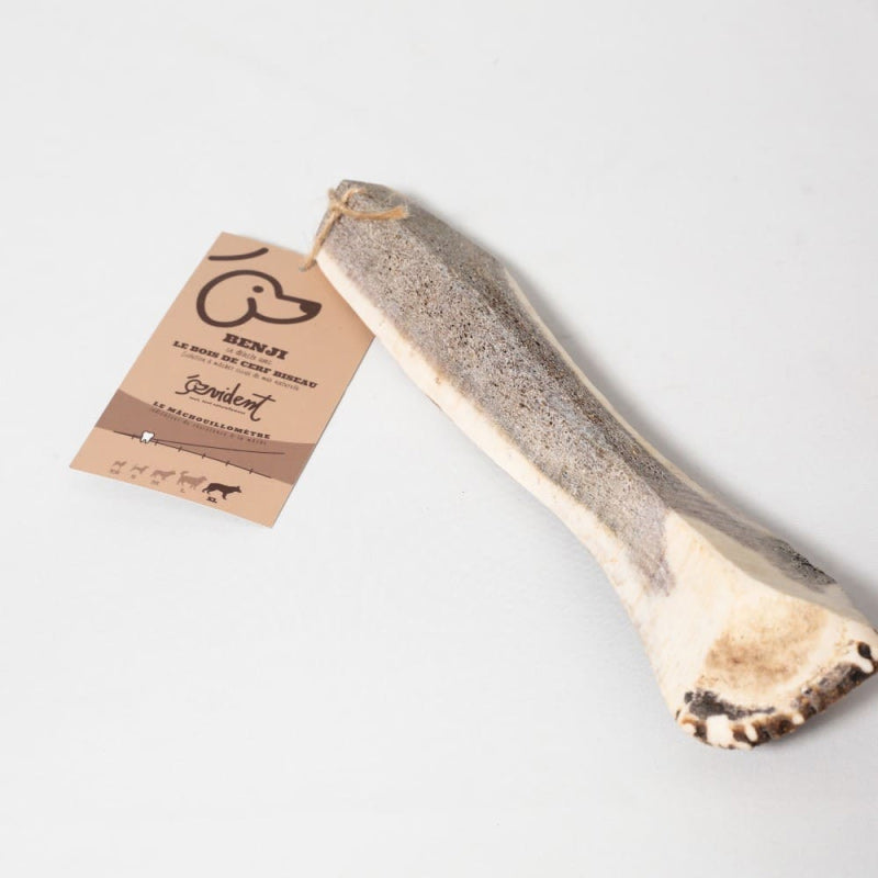 Évident - Bois de cerf biseau