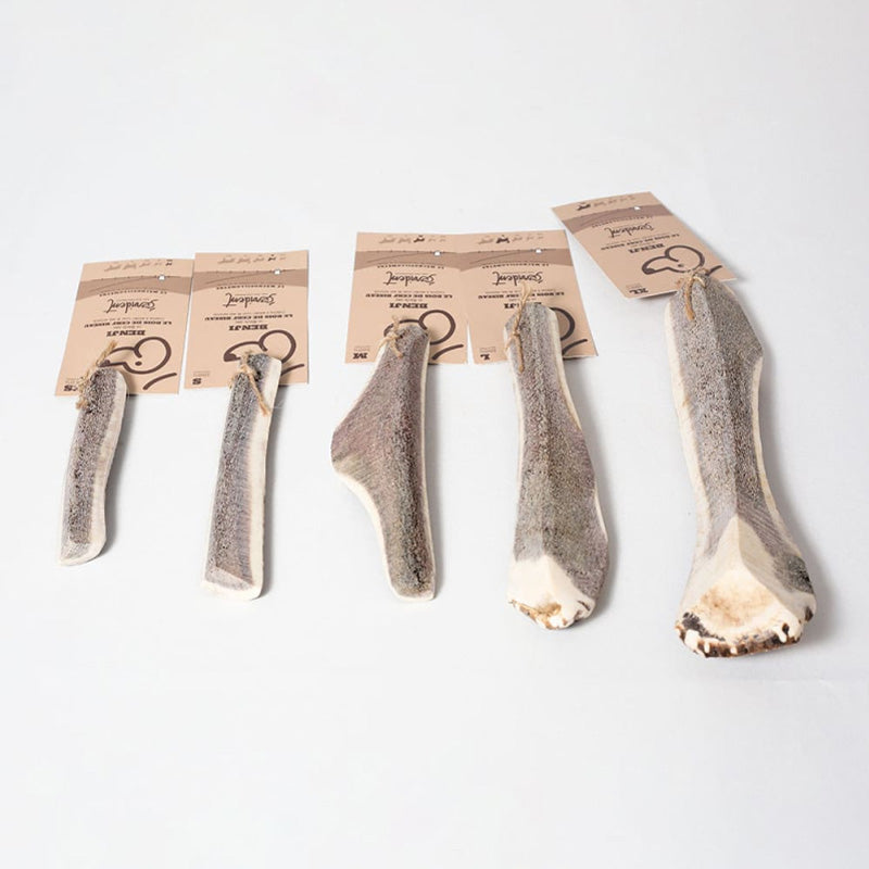 Évident - Bois de cerf biseau