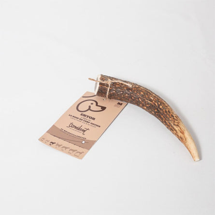 Évident - Bois de cerf entier