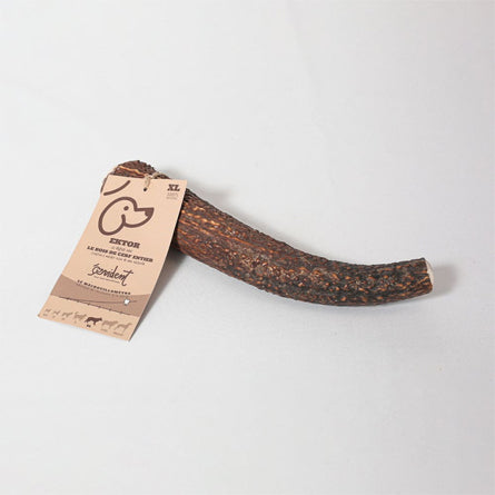 Évident - Bois de cerf entier