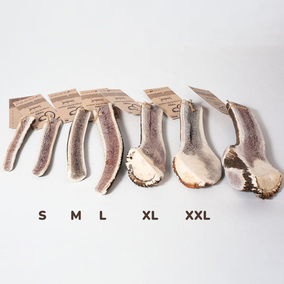 Évident — Bois de Cerf Tranché 🦴