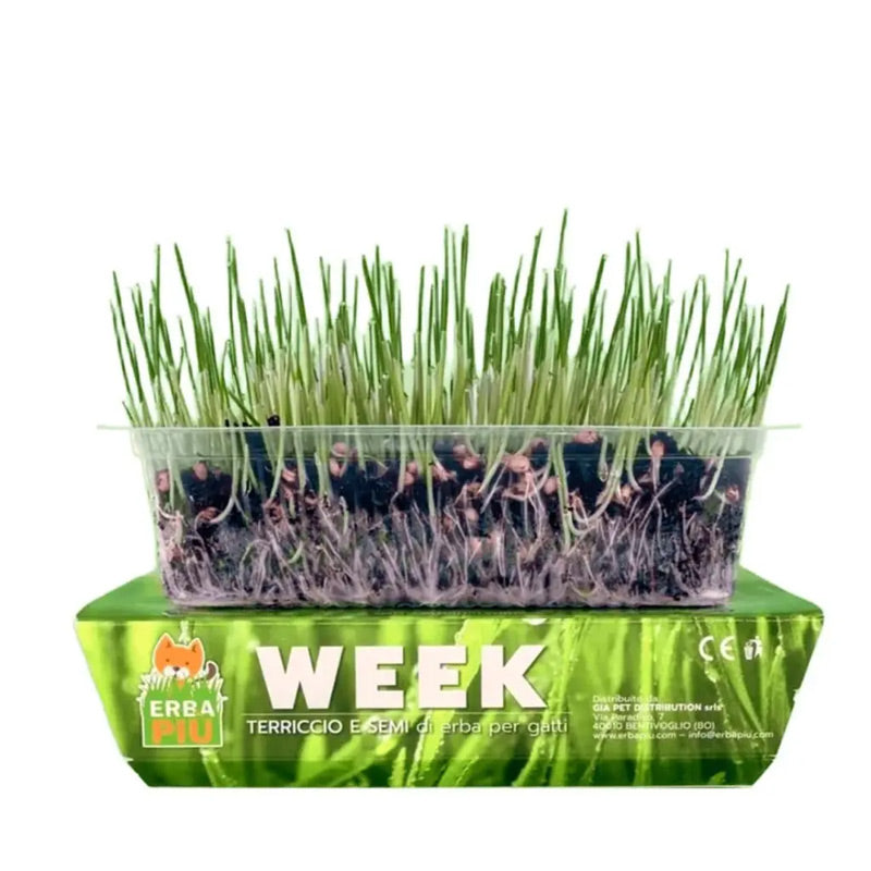 Erba Più - Kit complet herbe à chat