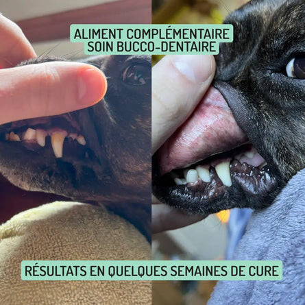 T&M - Anti-tartre et Bonne Haleine – Chien et chat